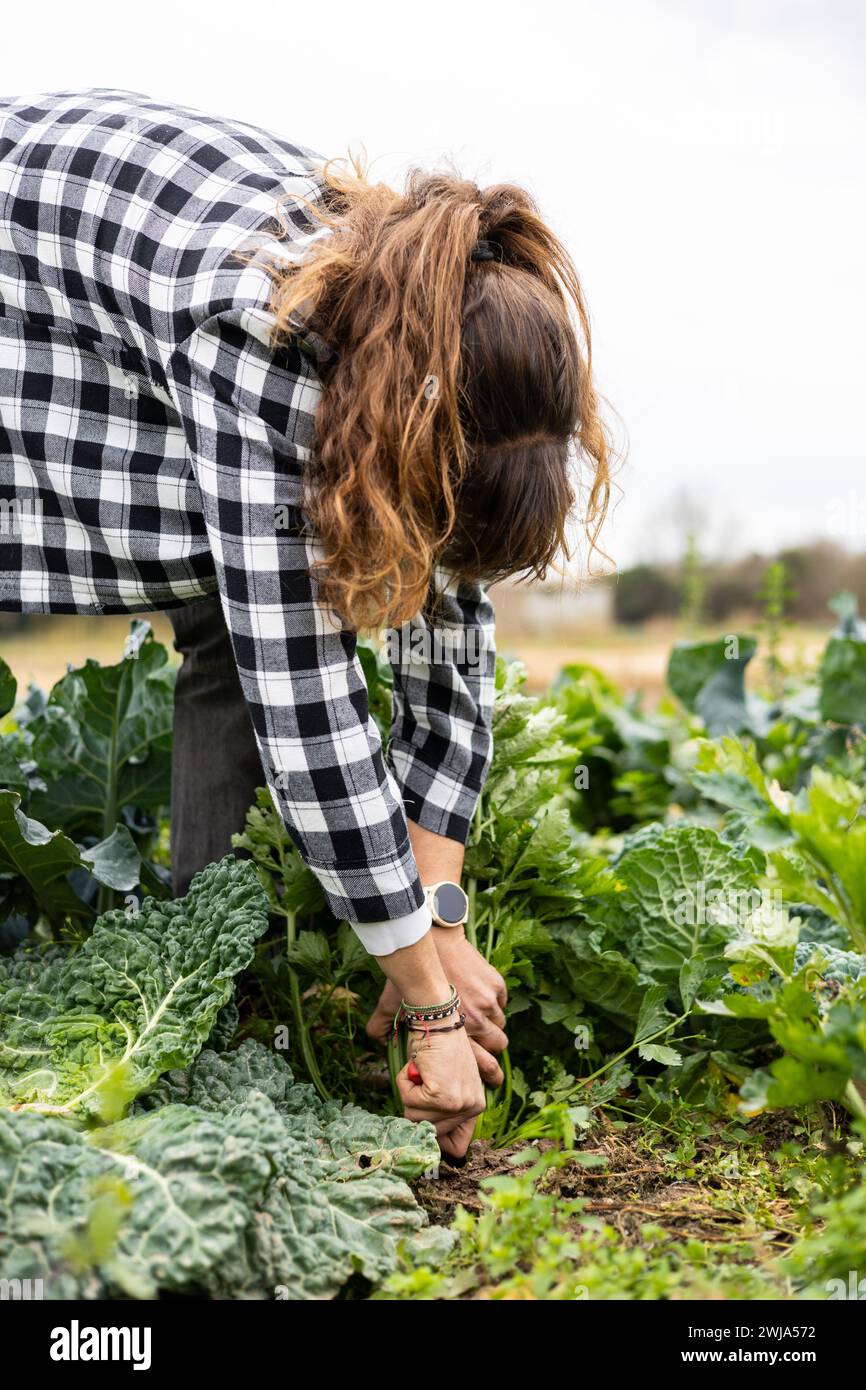 Junge Bäuerin erntet Gemüse in ihrem Bio-Garten. Anbau von Nahrungsmitteln aus nachhaltiger Landwirtschaft. Stockfoto