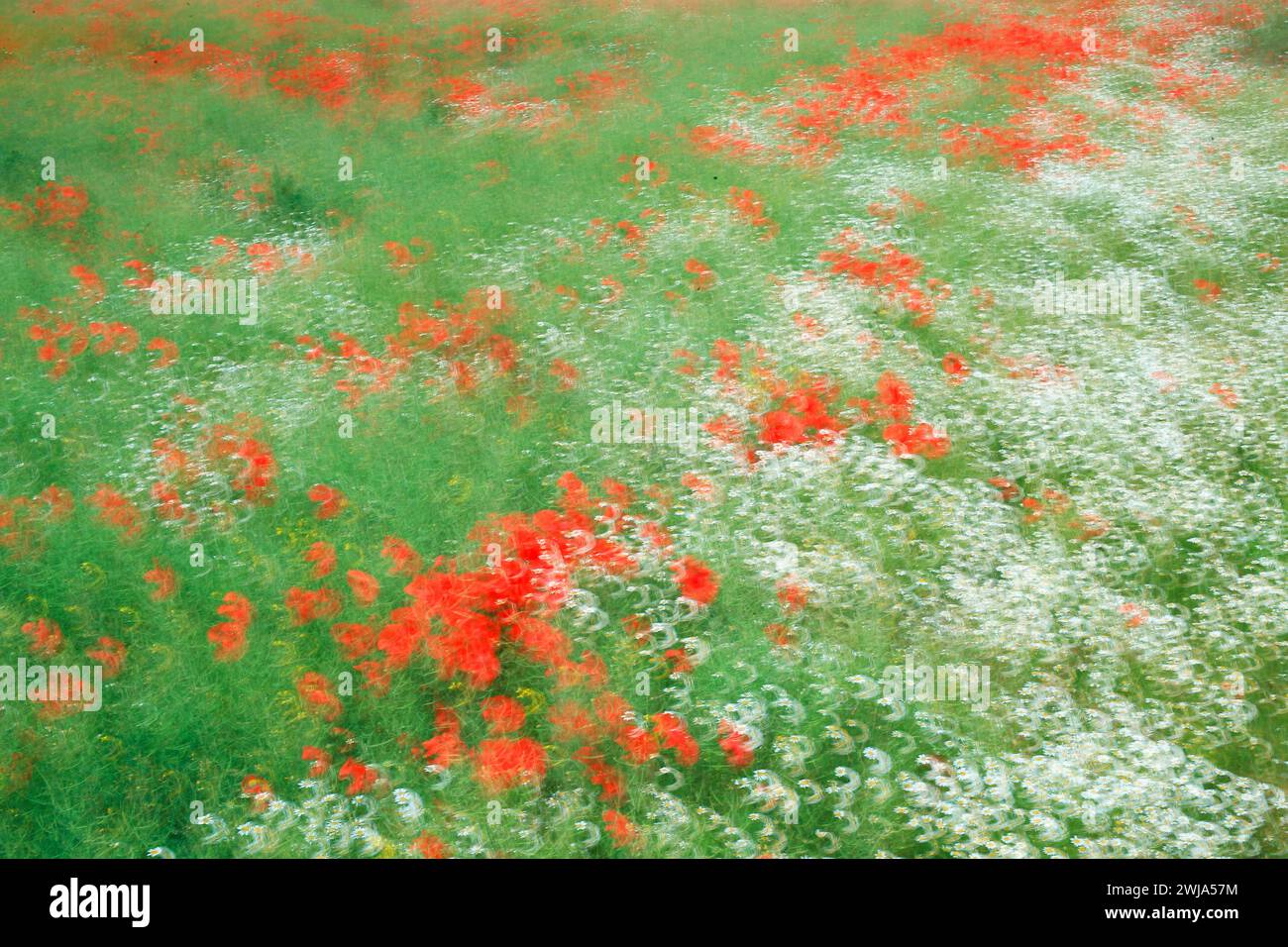 Abstraktes Bild im impressionistischen Stil, das ein Feld aus roten und weißen Blumen mit verschwommenem, malerischem Effekt darstellt, das ein Gefühl von Bewegung in einer ruhigen Atmosphäre hervorruft Stockfoto