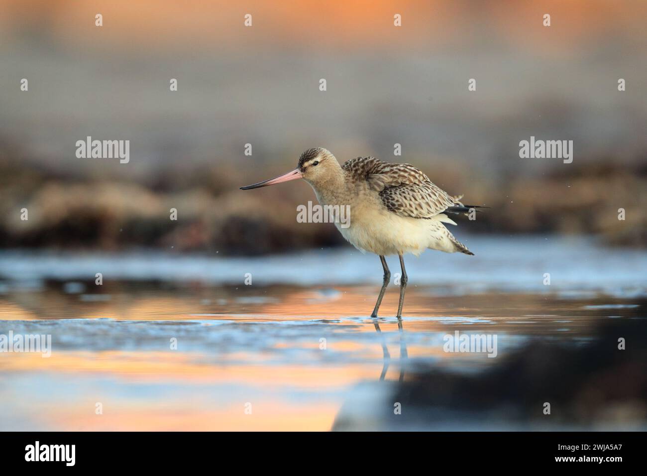 Ein Barschwanzgottwit steht bei Sonnenuntergang am Wasser, gefangen an der Wanderküste von Asturien und zeigt die Wildnis Stockfoto