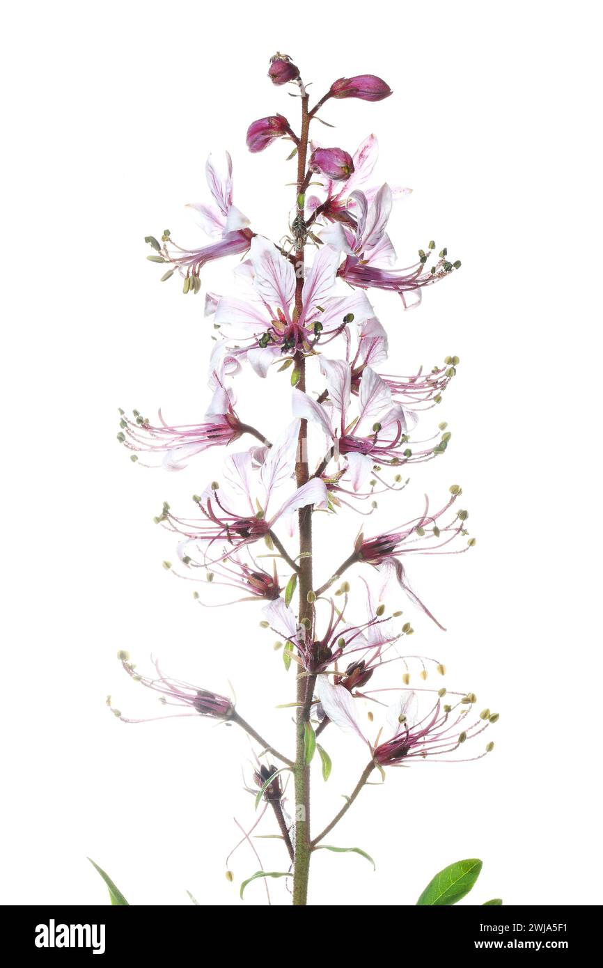 Ein einzelner Stamm des weißen Dictamo oder Dictamnus albus in voller Blüte, mit komplizierten Blütenblättern und markanten Staubblättern, isoliert vor weißem Hintergrund. Stockfoto