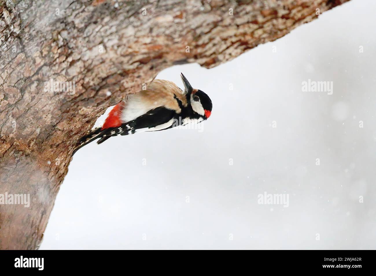 Ein Spechte hängt kopfüber auf einem Baumstamm und pickt in einer schneebedeckten Umgebung an der Rinde Stockfoto