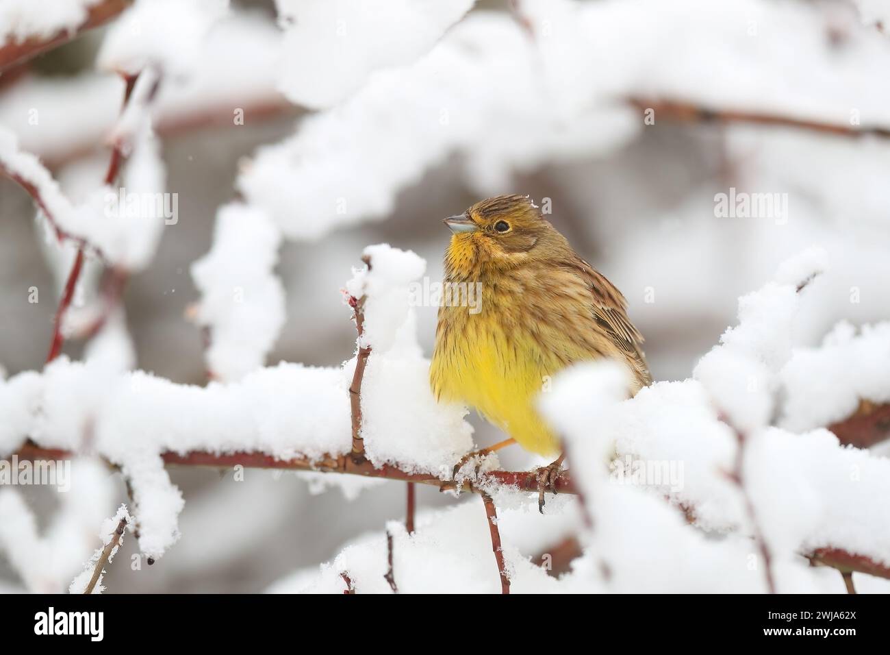 Ein Yellowhammer-Vogel fliesst in einer verschneiten Landschaft auf einem schneebedeckten Ast seine Federn Stockfoto