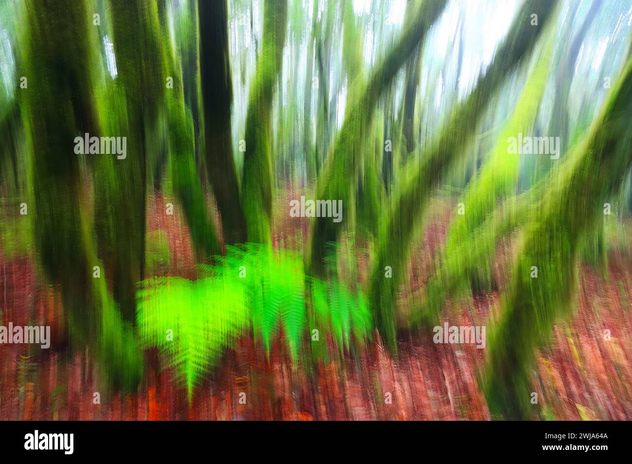 Ein lebendiger grüner Farn hebt sich in einer abstrakten, bewegungsunscharfen Waldszene hervor und erinnert an die dynamische Lebenskraft von La Gomeras laurisilva während der Geranie Stockfoto