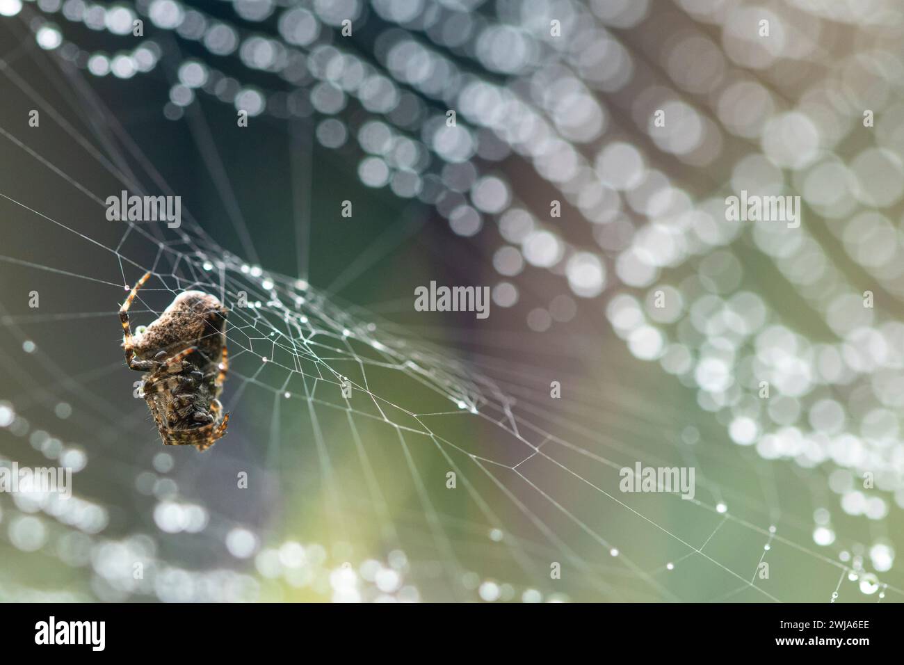 Eine akribische Kugelweberspinne sichert ihre Gefangene Beute in den zarten Fäden eines komplizierten Spinnennetzes, das durch schimmernde Tautropfen hervorgehoben wird. Stockfoto