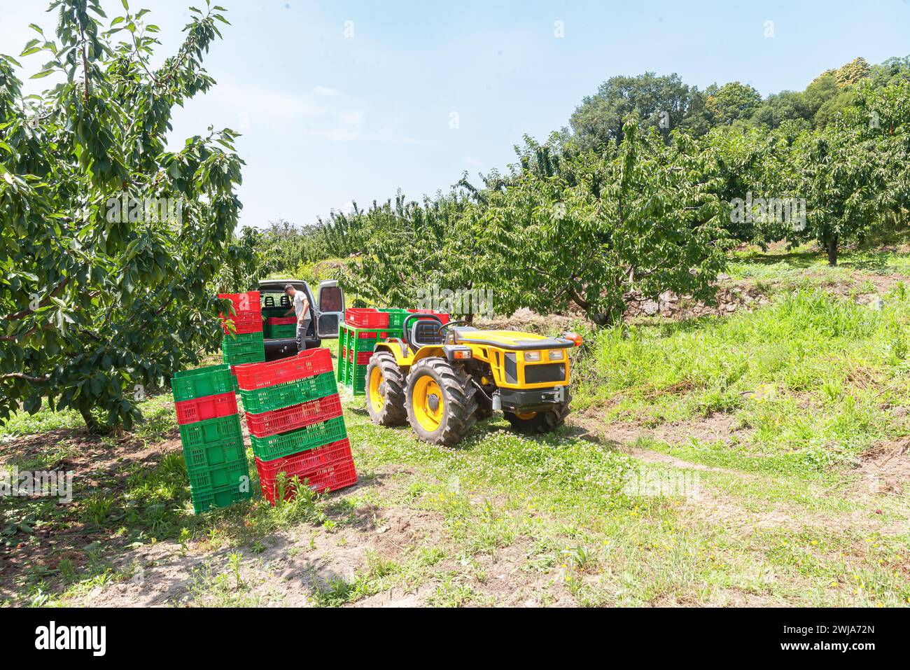 Unerkennbarer Bauer, der bei der Kirschernte in der Sonne mit einem Traktor mit buntem Plastikkorb auf einem Wiese auf dem Land steht Stockfoto