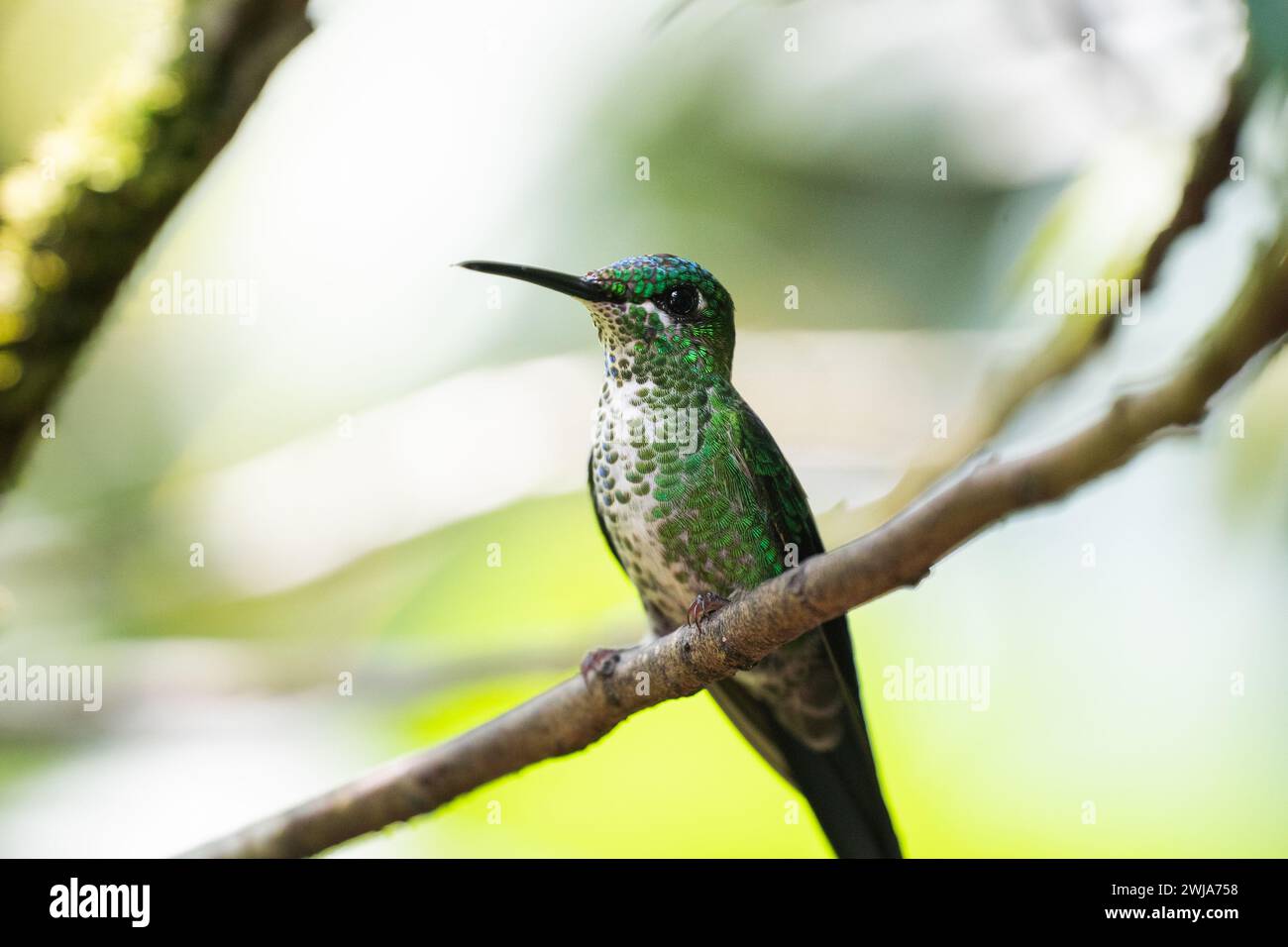 Ein atemberaubender grüner Kolibri liegt auf einem Zweig, dessen schillernde Federn im sanften Licht seiner Waldumgebung glitzern. Stockfoto