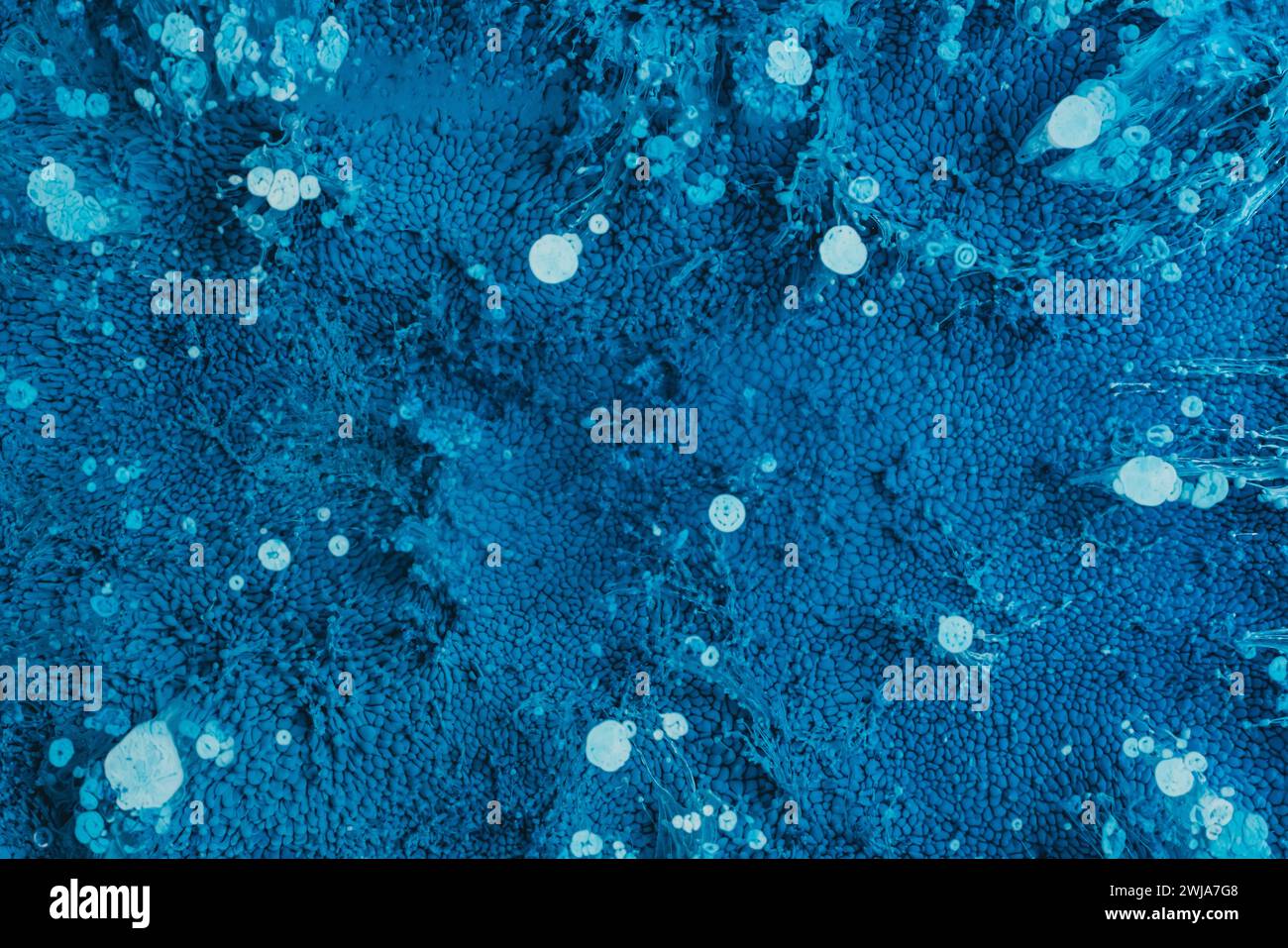 Eine abstrakte Nahaufnahme, die die komplizierten Details blauer Texturen und Blasenformationen festlegt Stockfoto