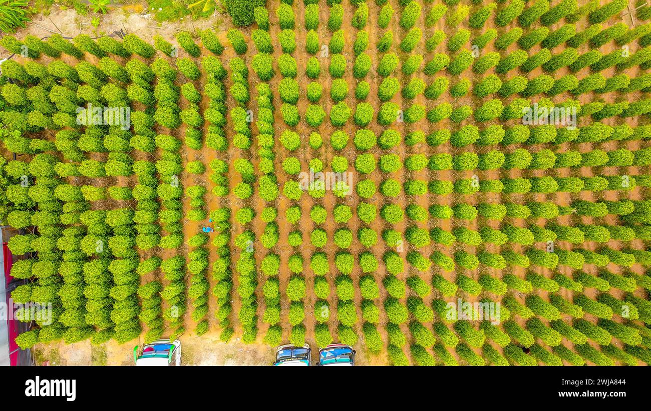 Aus der Vogelperspektive der Pflanze Black Pepper auf der Insel Phu Quoc, Vietnam Stockfoto