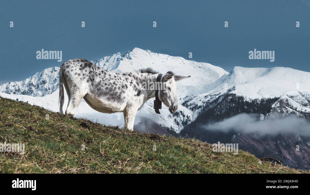 Ein weißes Maultier mit schwarzen Flecken in den Bergen der italienischen alpen Stockfoto