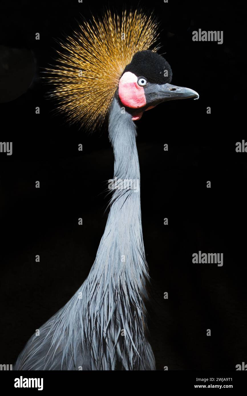 Ein grauer Krönungskran, isoliert vor einem dunklen schwarzen Hintergrund Stockfoto