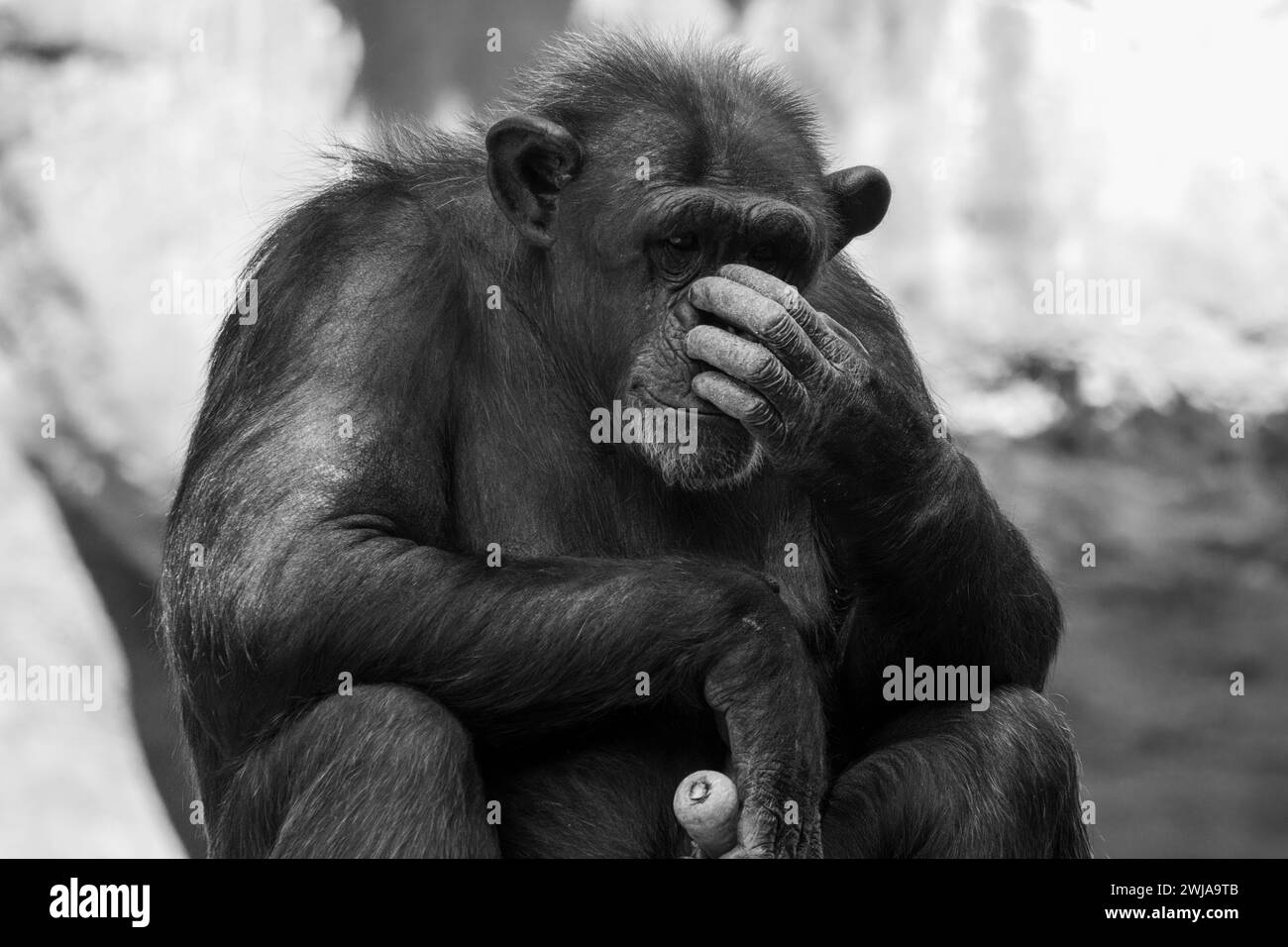 Ein graues Porträt eines Schimpansen, der sein Gesicht mit der Hand bedeckt Stockfoto