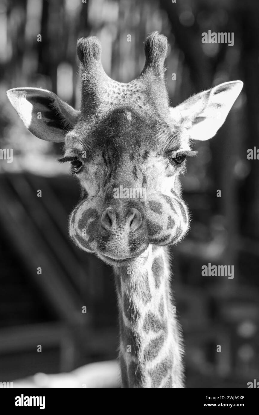 Ein lustiges Porträt einer Giraffe, die Blickkontakt mit der Kamera hat Stockfoto