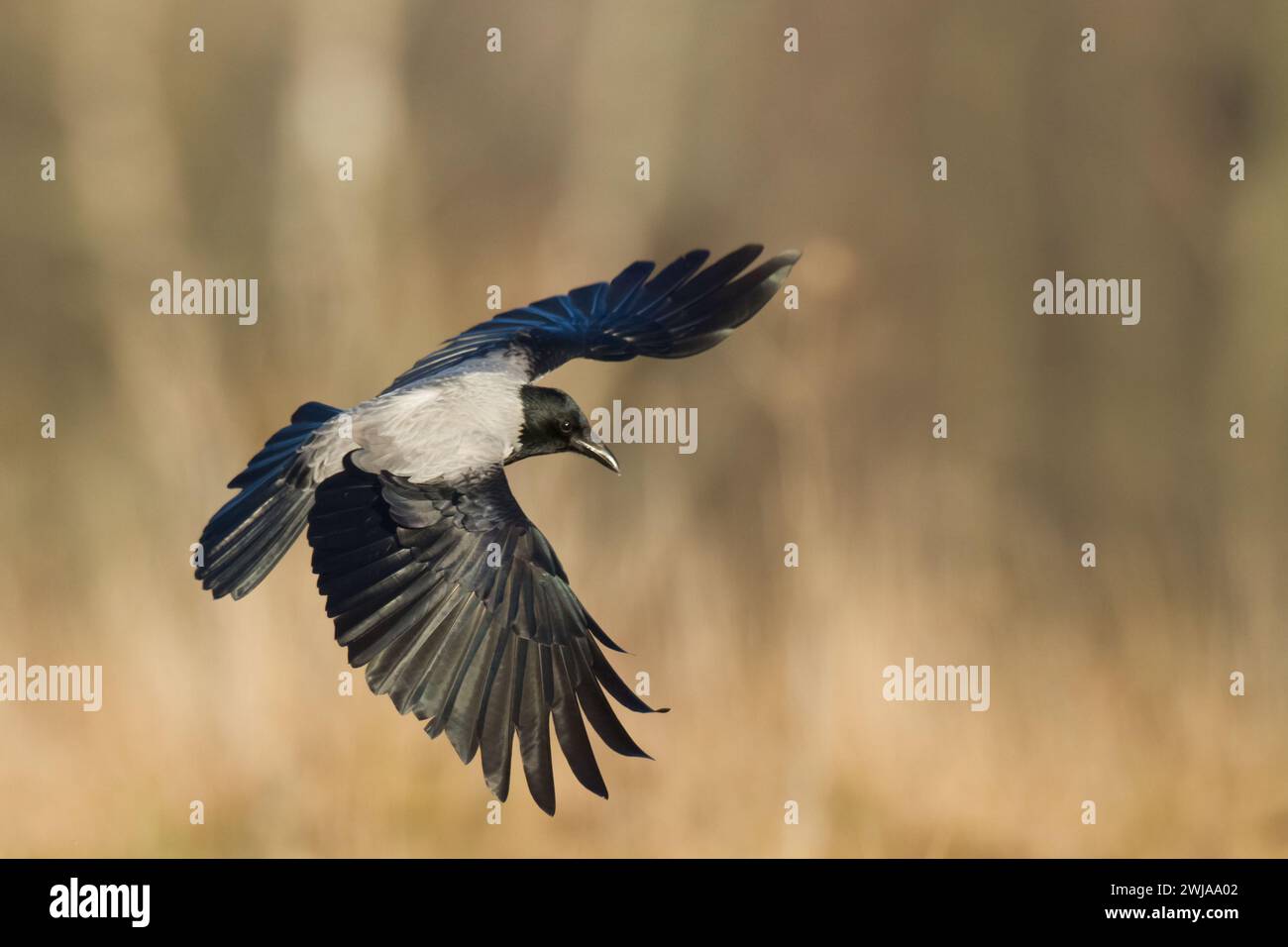 Fliegender Vogel - Kapuzenkrähe Corvus cornix in erstaunlich warmem Hintergrund Polen Europa Stockfoto