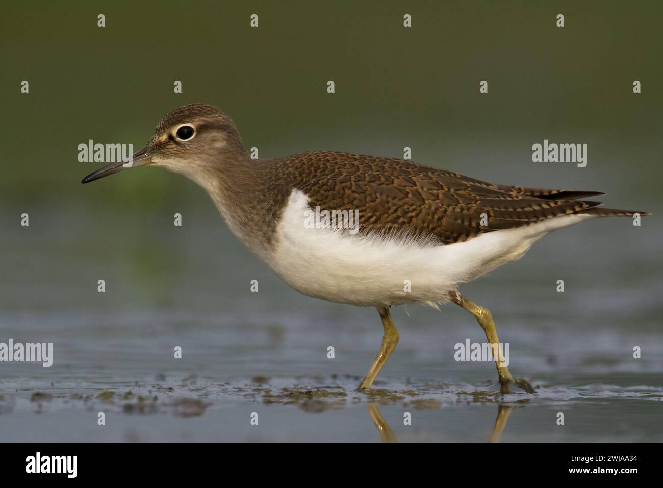 Vogel gemeiner Sandpiper Actitis hypoleucos kleiner Zugvogel, Polen Europa Stockfoto