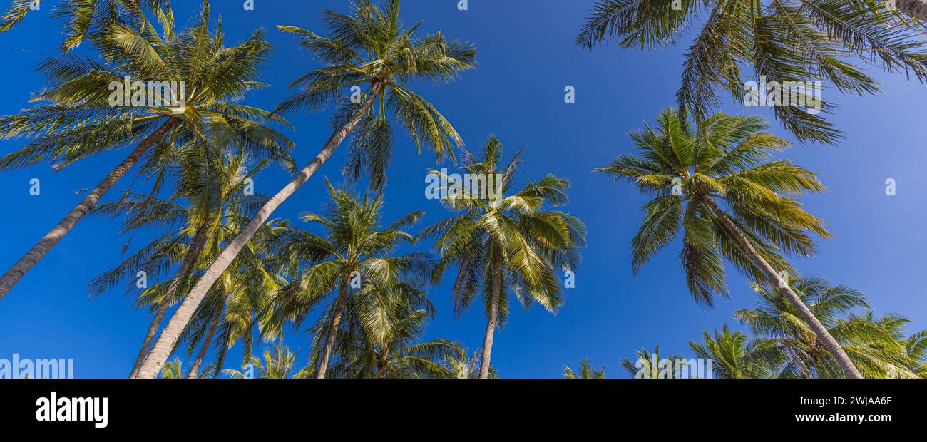 Grüne Palme vor blauem Himmel und weißen Wolken. Blick von unten auf Palmen, tropischen Wald vor blauem Himmel, tropisches Naturmuster. Entspannend Stockfoto