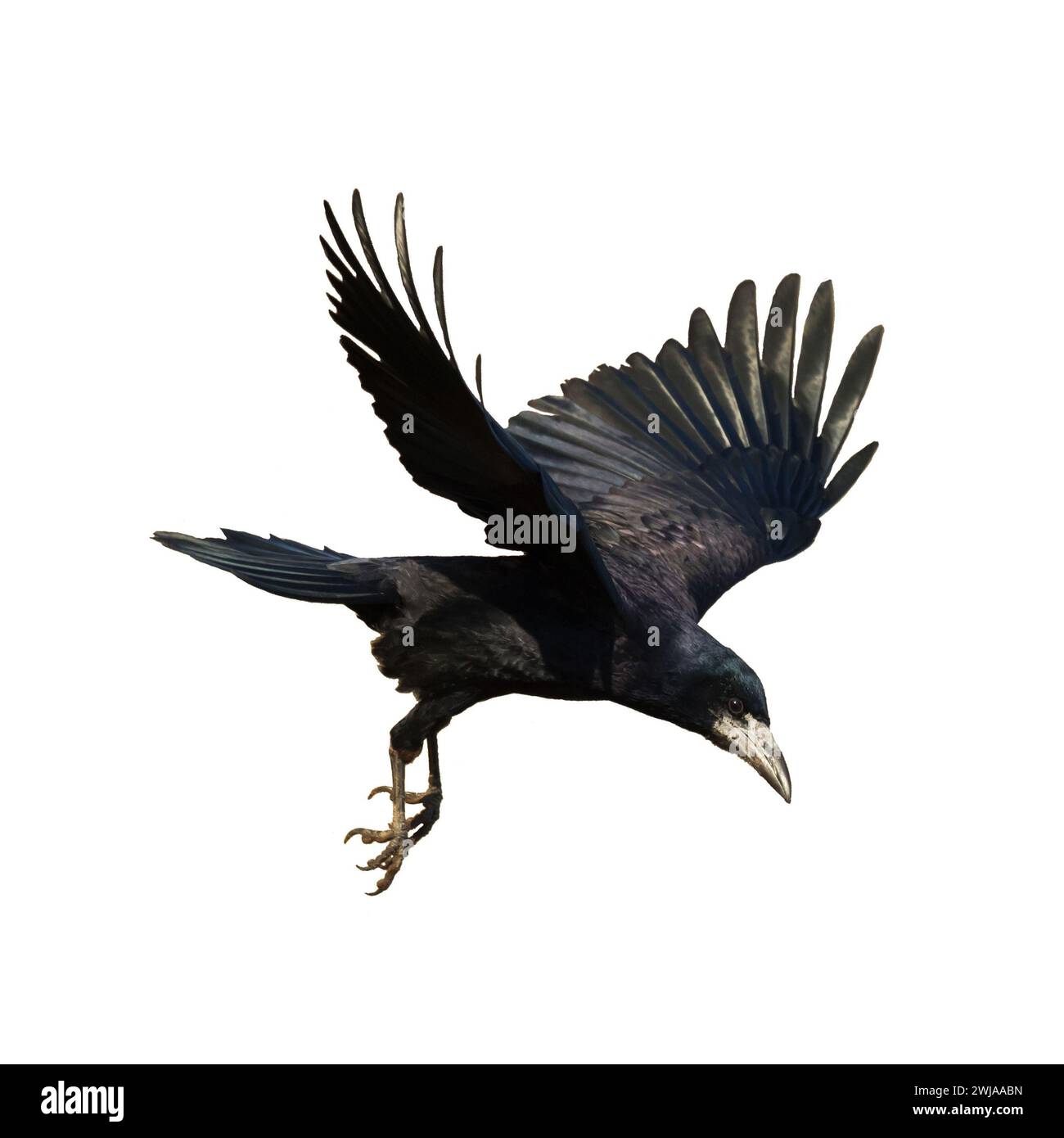 Rook Corvus frugilegus fliegende schwarze Vogel isoliert auf weißem Hintergrund Stockfoto