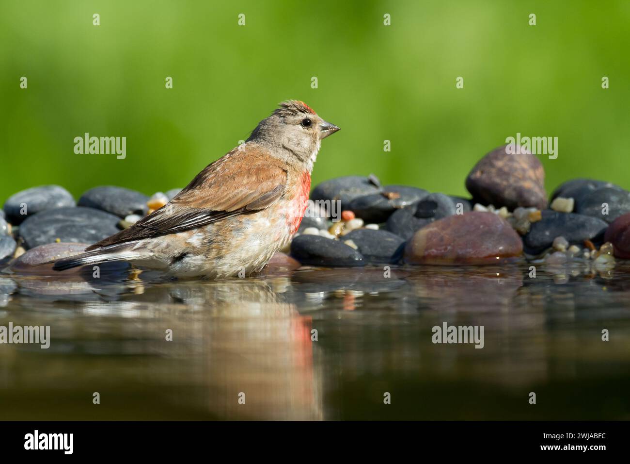 Vogel Linnet Carduelis cannabina Jungvogel badet, Sommerzeit Polen, Europa grüner Hintergrund Stockfoto