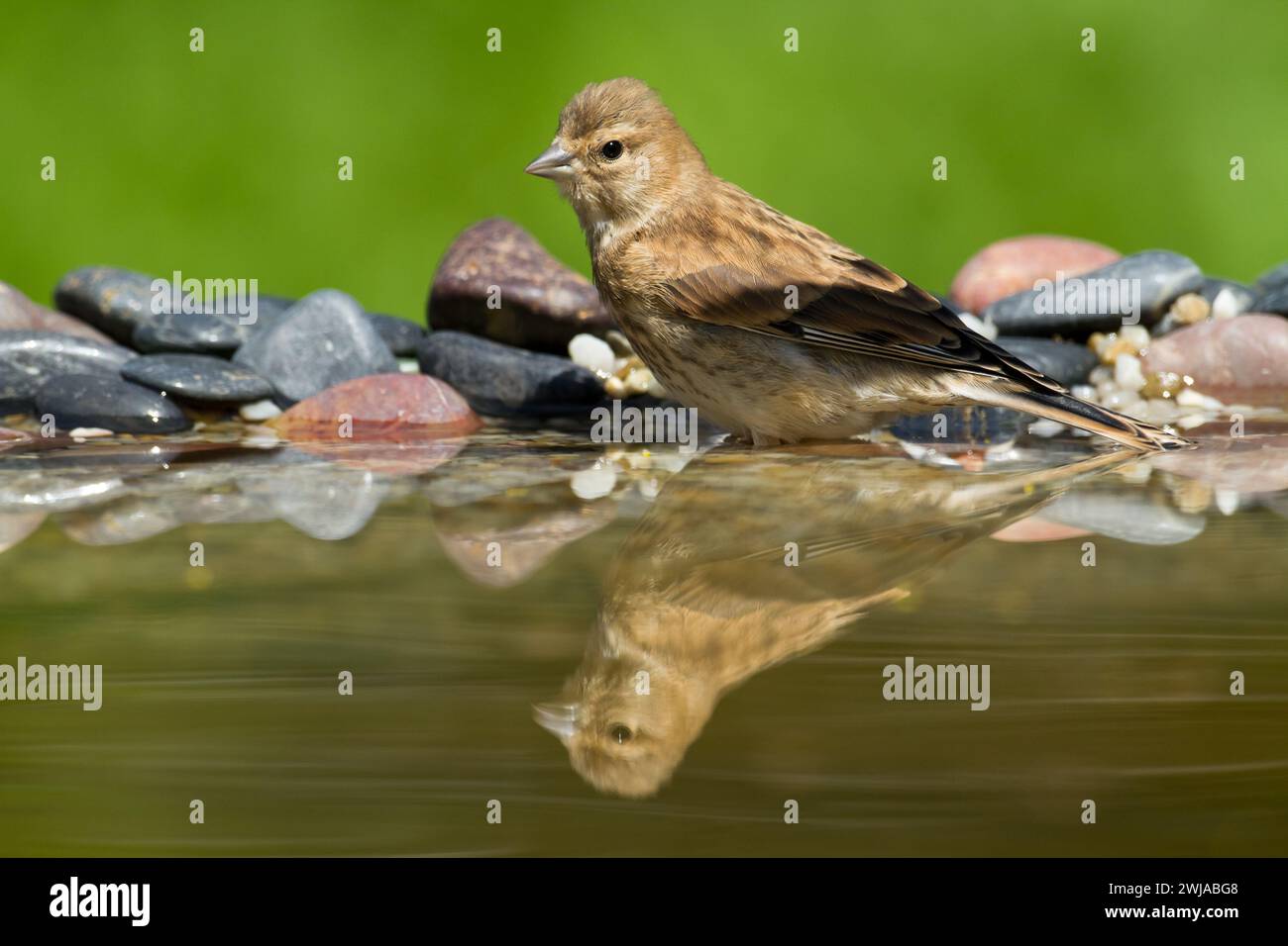 Vogel Linnet Carduelis cannabina Jungvogel badet, Sommerzeit Polen, Europa grüner Hintergrund Stockfoto