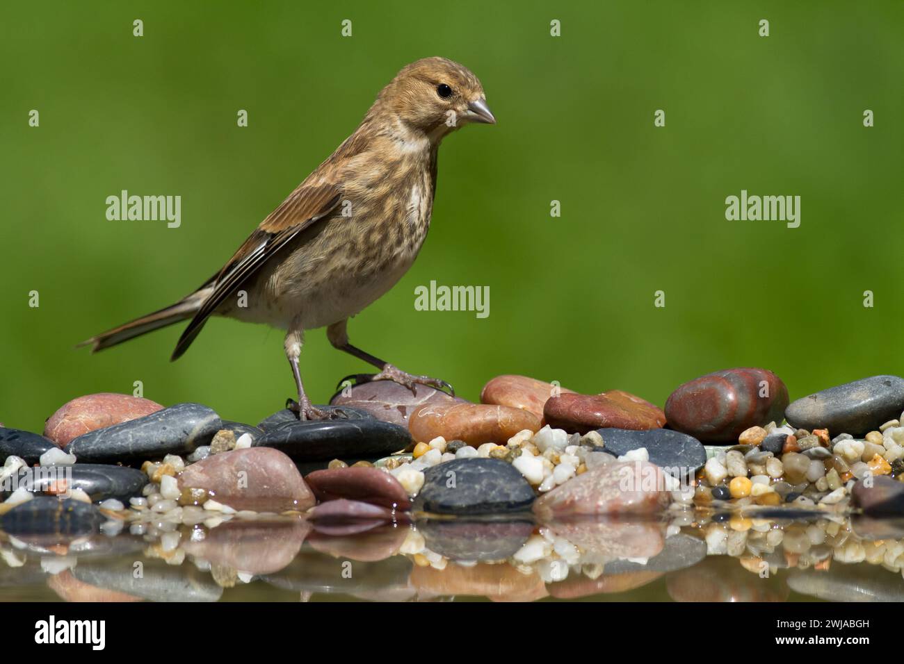 Vogel Linnet Carduelis cannabina Jungvogel badet, Sommerzeit Polen, Europa grüner Hintergrund Stockfoto