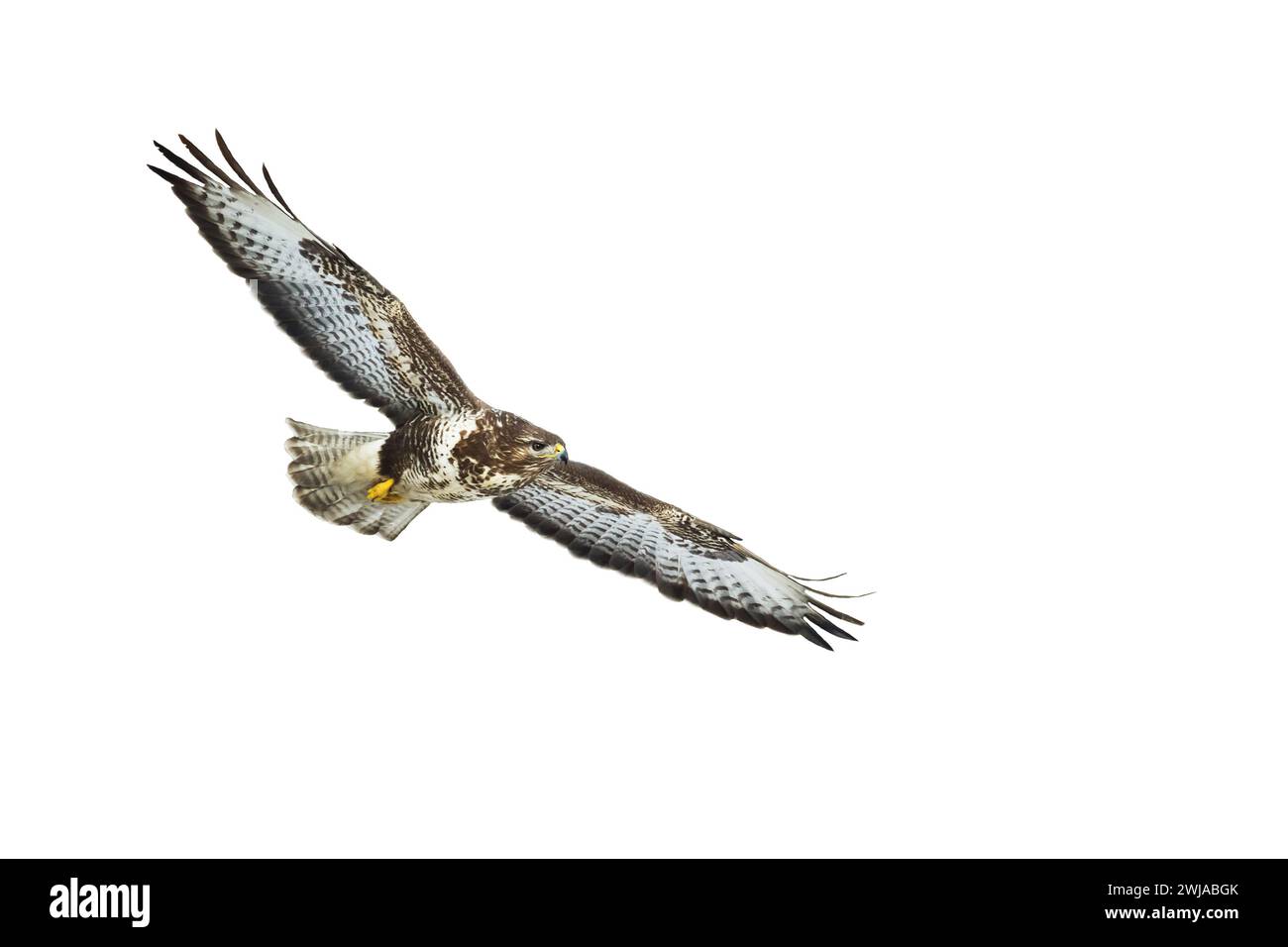 Greifvögel - Bussard Buteo Buteo fliegen, Falkenvögel, Raubvögel Nahaufnahme fliegenden Vogel auf weißem Hintergrund isoliert Stockfoto