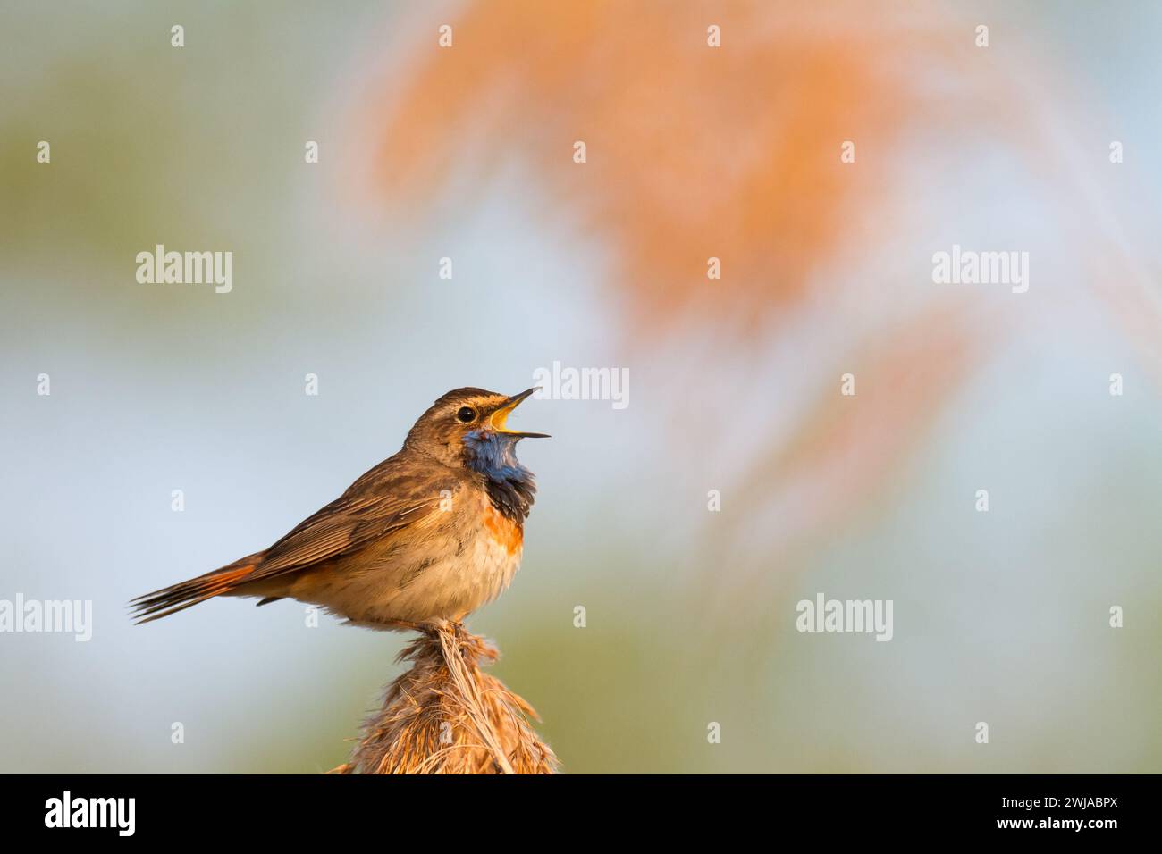 Vogel Bluethroat Luscinia svecica Zugvogel singen und hocken Frühlingszeit erstaunlicher Morgen Polen Europa ein Vogel lebt im Schilf in Flusstälern Stockfoto