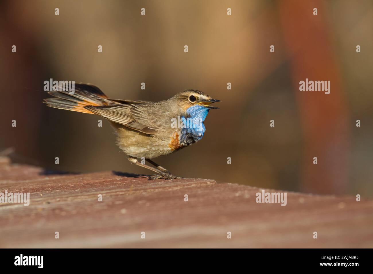 Vogel Bluethroat Luscinia svecica Zugvogel singen und hocken Frühlingszeit erstaunlicher Morgen Polen Europa ein Vogel lebt im Schilf in Flusstälern Stockfoto