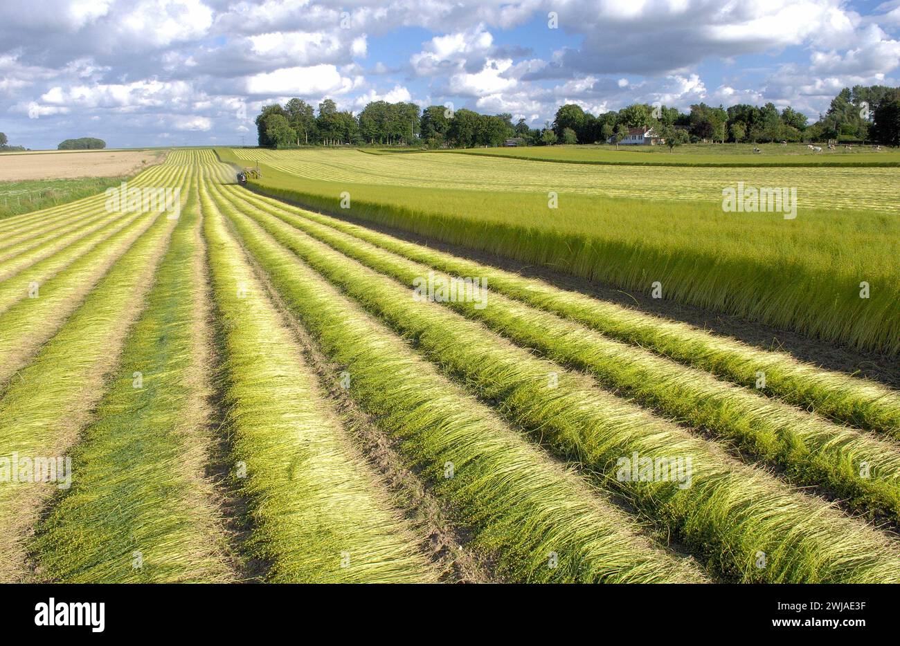 Flachsanbau: Ernte durch Aufziehen von Handvoll Flachsstielen an den Wurzeln, im Sommer in Nordfrankreich Stockfoto