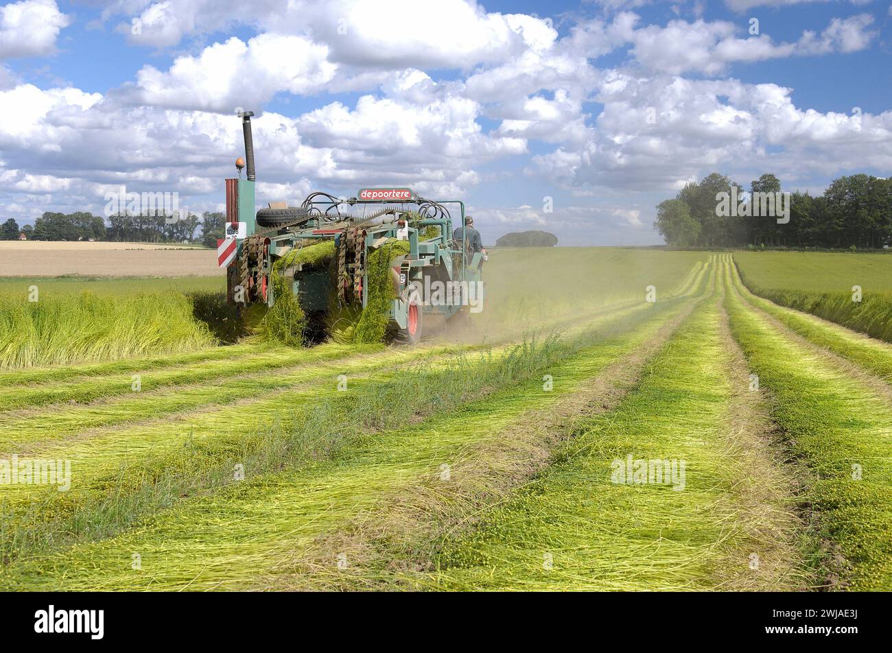 Flachsanbau: Ernte durch Aufziehen von Handvoll Flachsstielen an den Wurzeln, im Sommer in Nordfrankreich Stockfoto