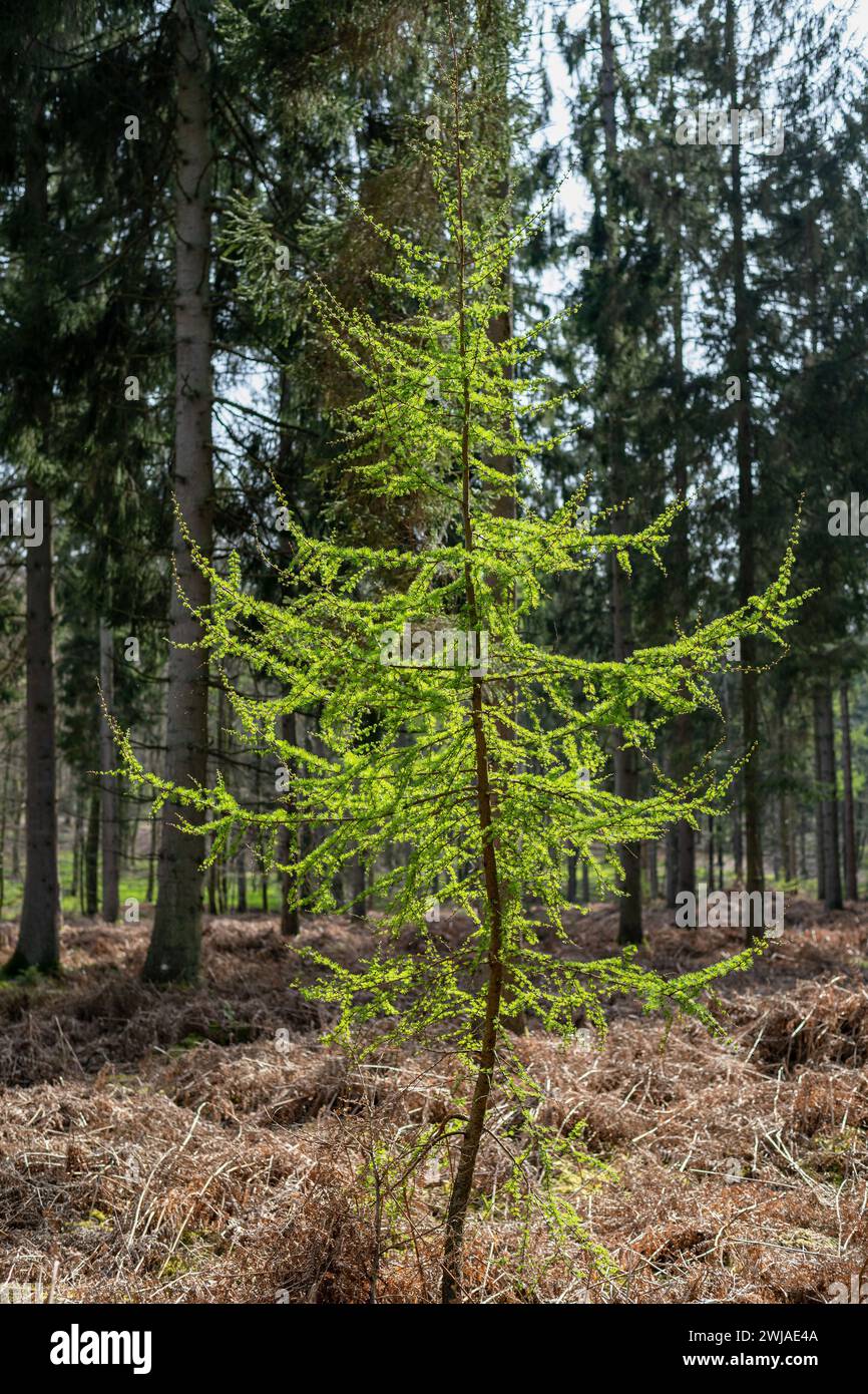 Lärche im Eawy Forest, im Pays de Bray, einer Naturregion in Nordfrankreich Stockfoto