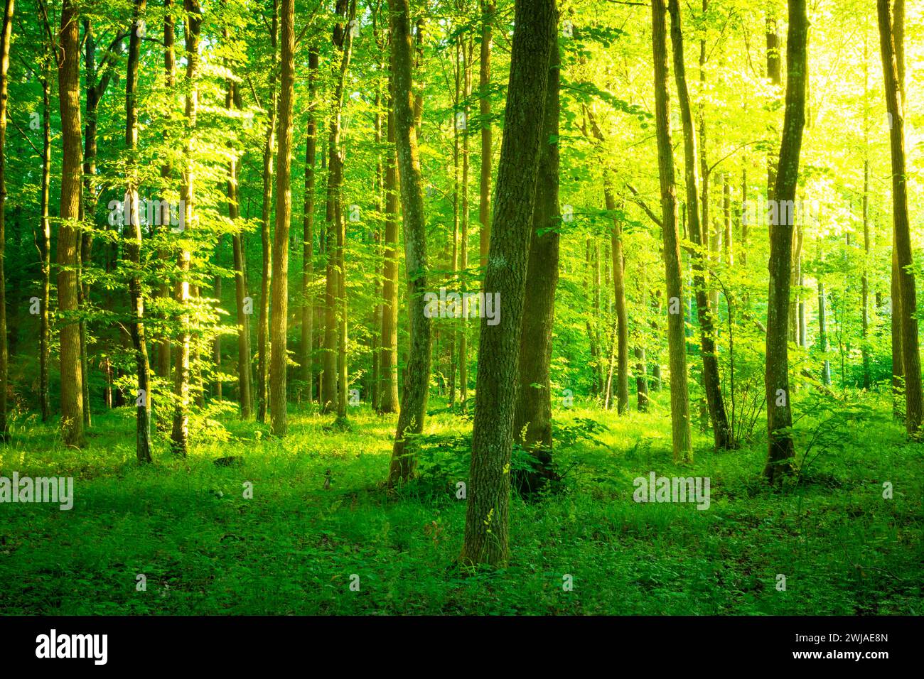 Sonnenlicht im frischen grünen Wald, Sommerblick Stockfoto