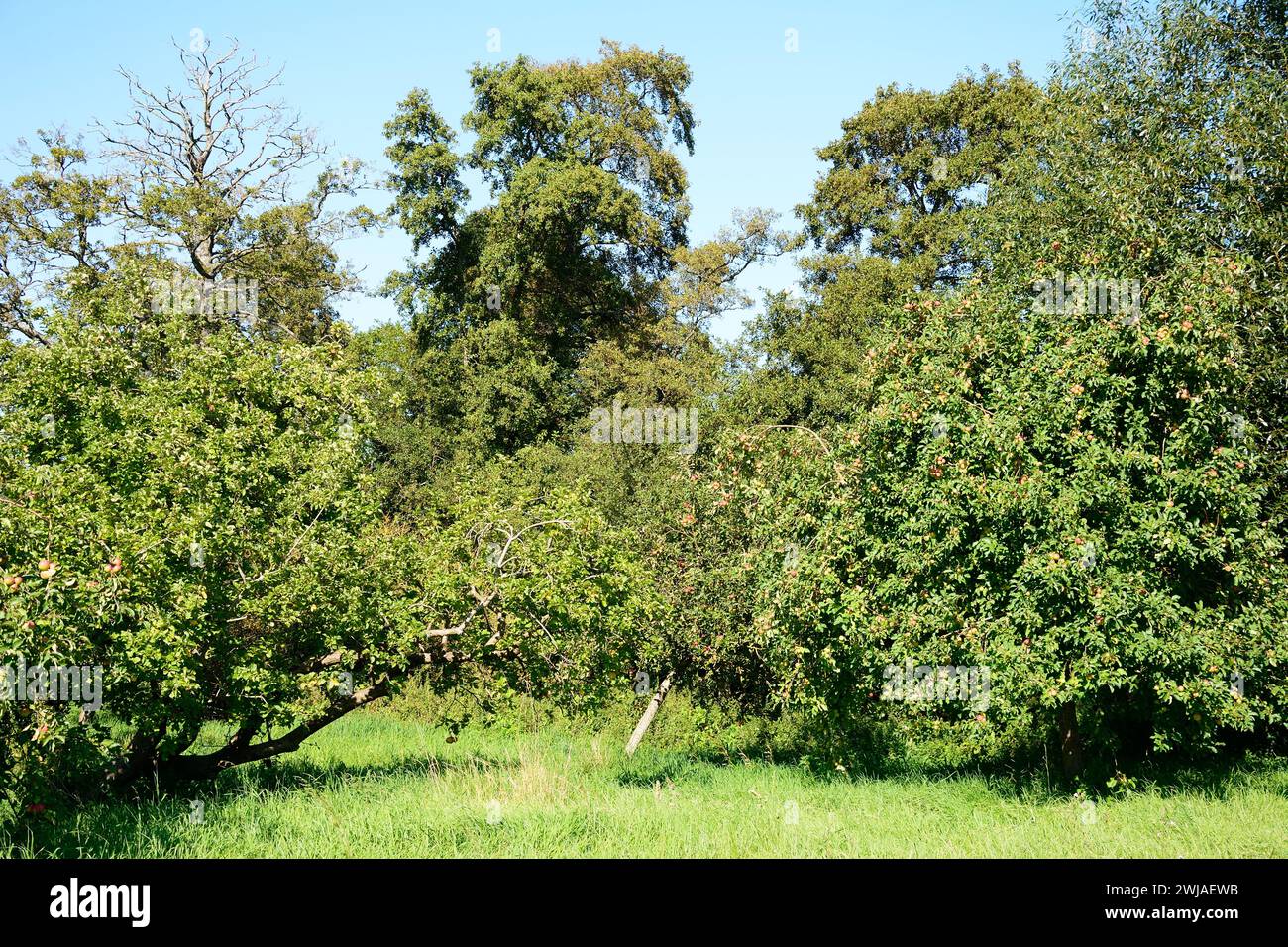 Apfelbäume in einem Obstgarten am Stadtrand, Donyatt, Somerset, Großbritannien, Europa. Stockfoto