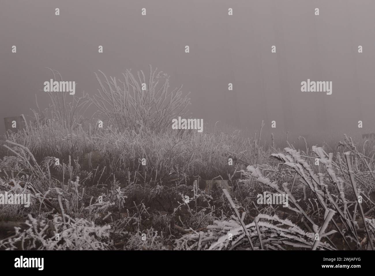 Nebel Im Wald Stockfoto
