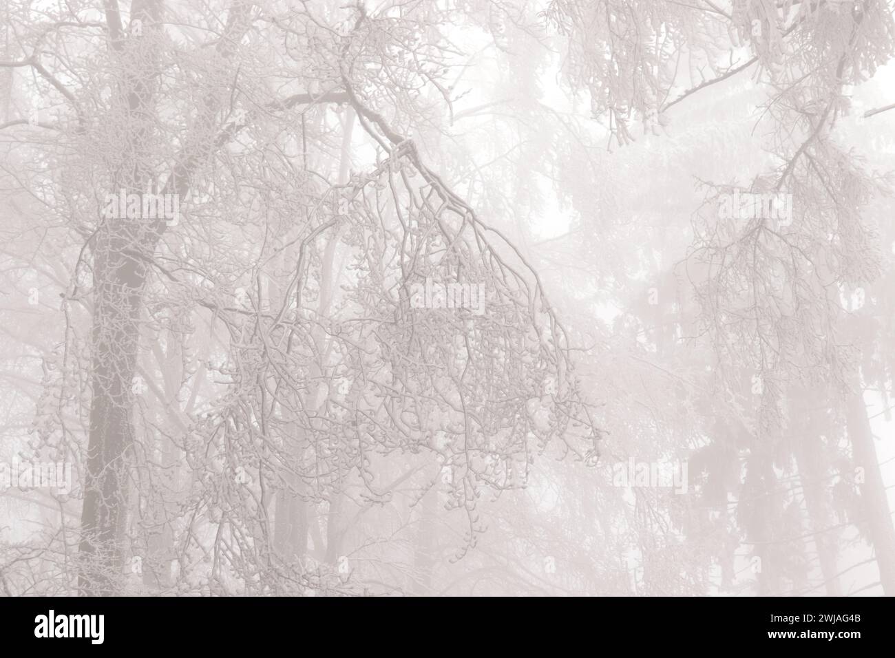 Rauhreif und Nebel im Wald Stockfoto