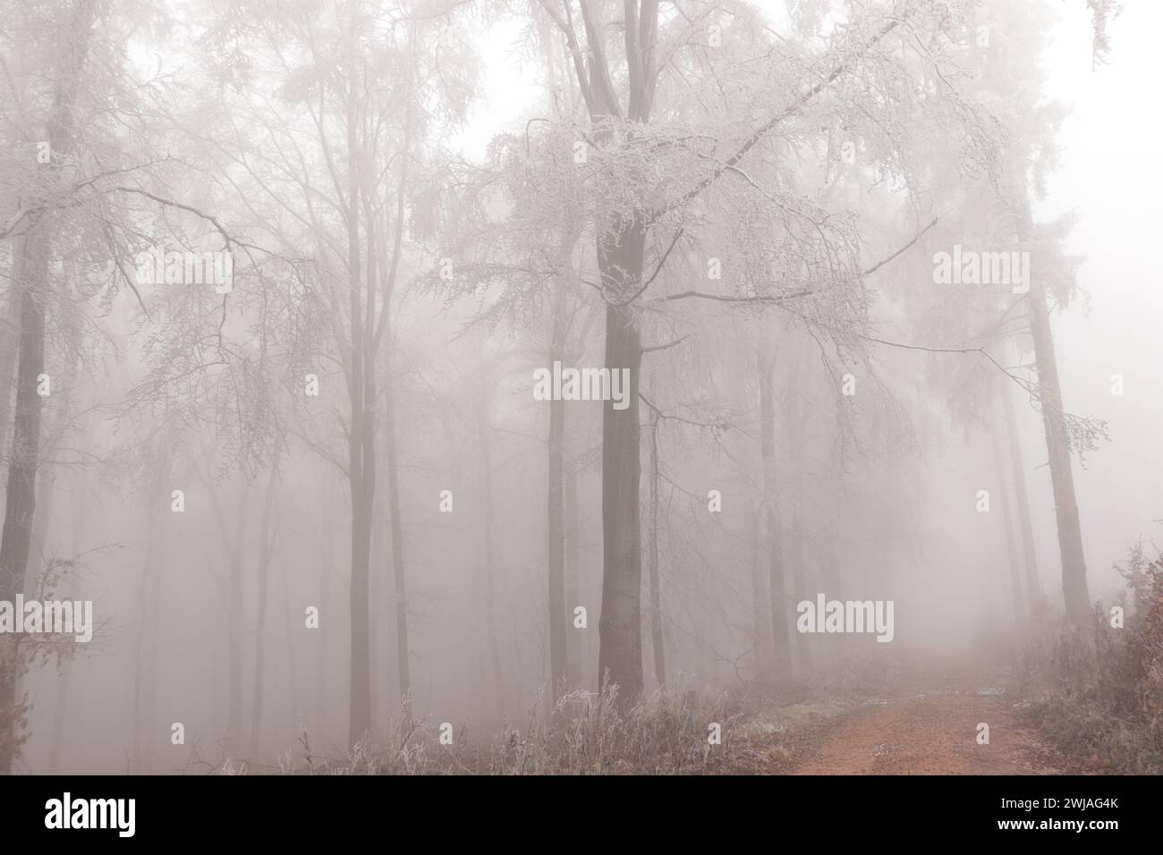 Frost im Wald Stockfoto