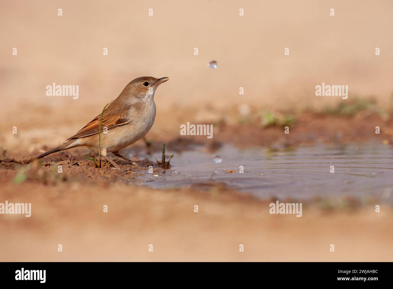 Weißes oder größeres weißes Rotmeer (Curruca communis) Stockfoto