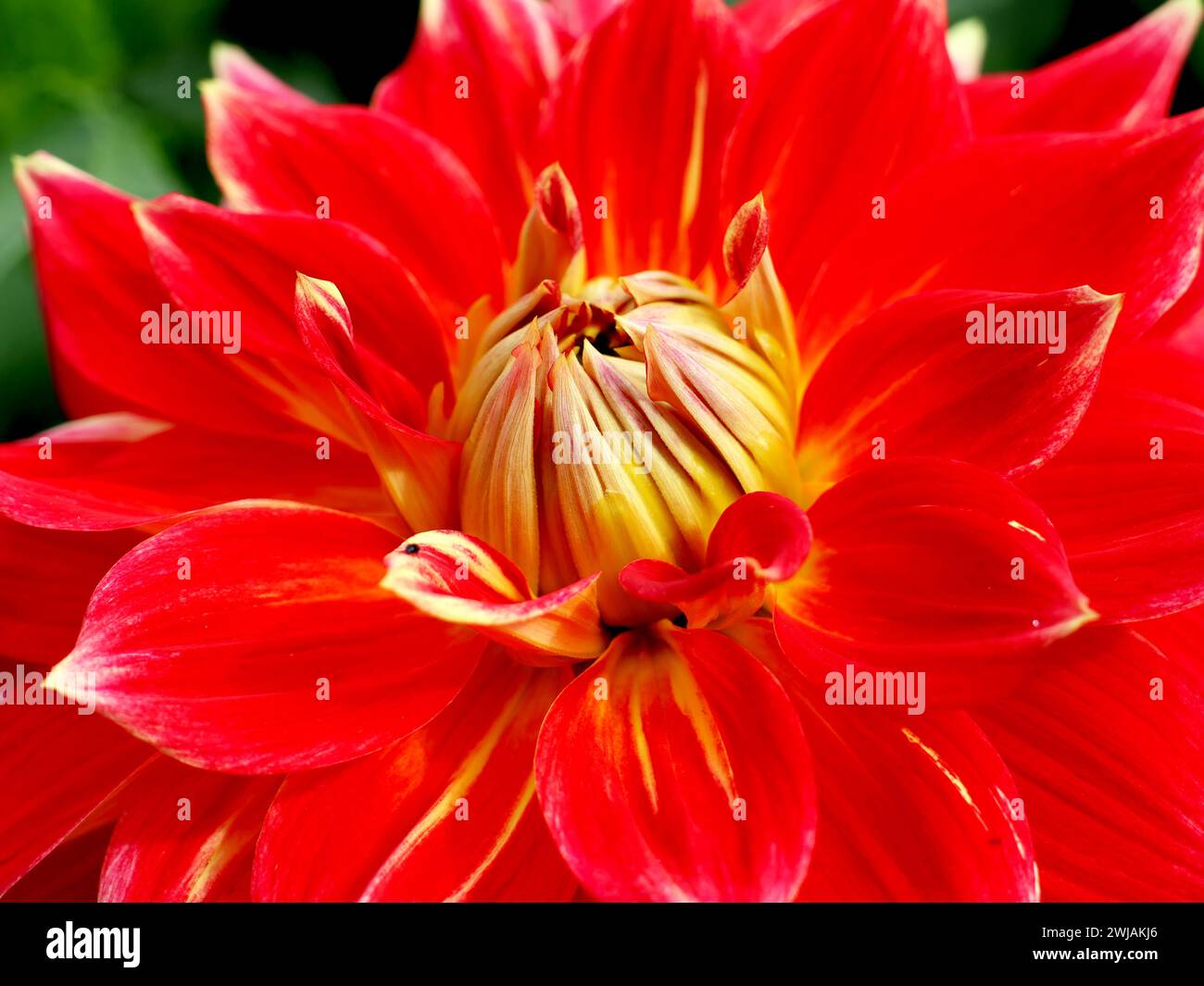 Eine Nahaufnahme einer roten und gelben Dahlia Stockfoto