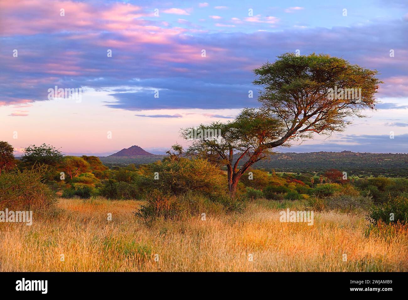 Eine idyllische Wiese mit üppigen Bäumen und grünem Gras in Tansania, Savanah. Stockfoto