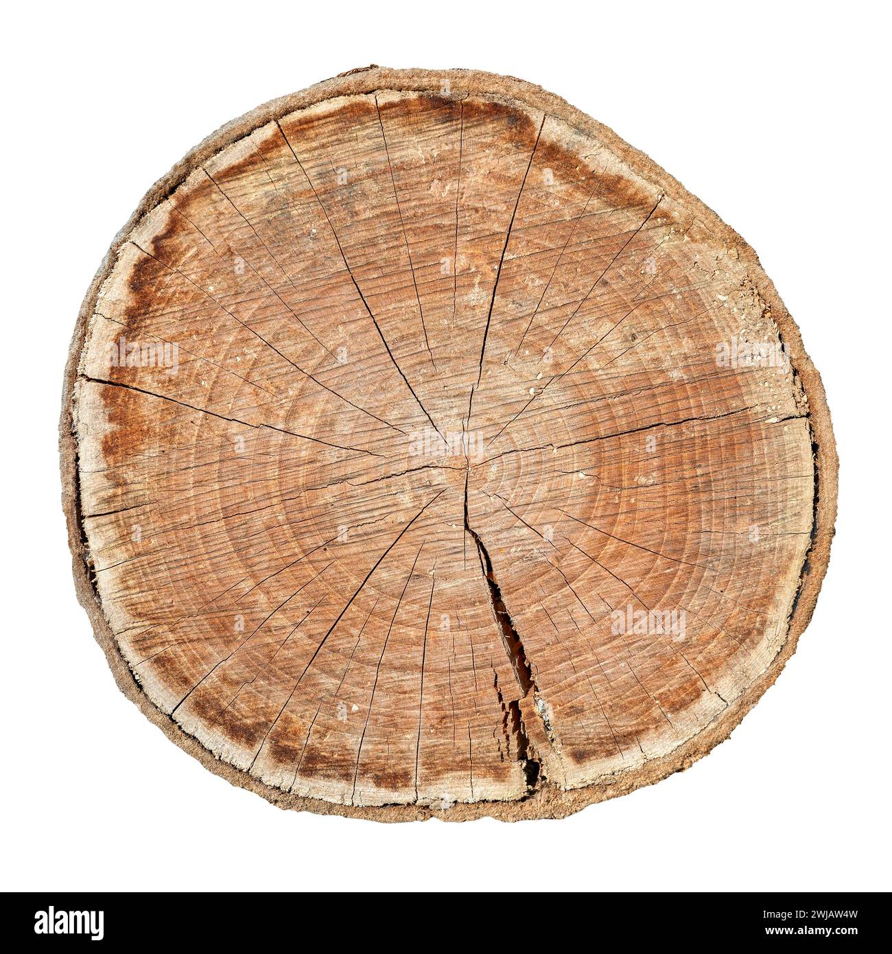 Frisch gesägter Baumstamm von unten mit Korn, Rinde und Jahresringen isoliert auf weißem Hintergrund Stockfoto