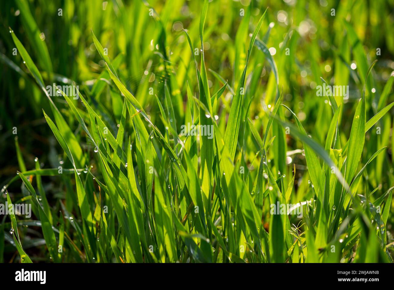 Jungweizenstämme im Morgentau. Saftiger natürlicher Hintergrund aus grünem Gras. Winterkulturen auf einem landwirtschaftlichen Feld Stockfoto