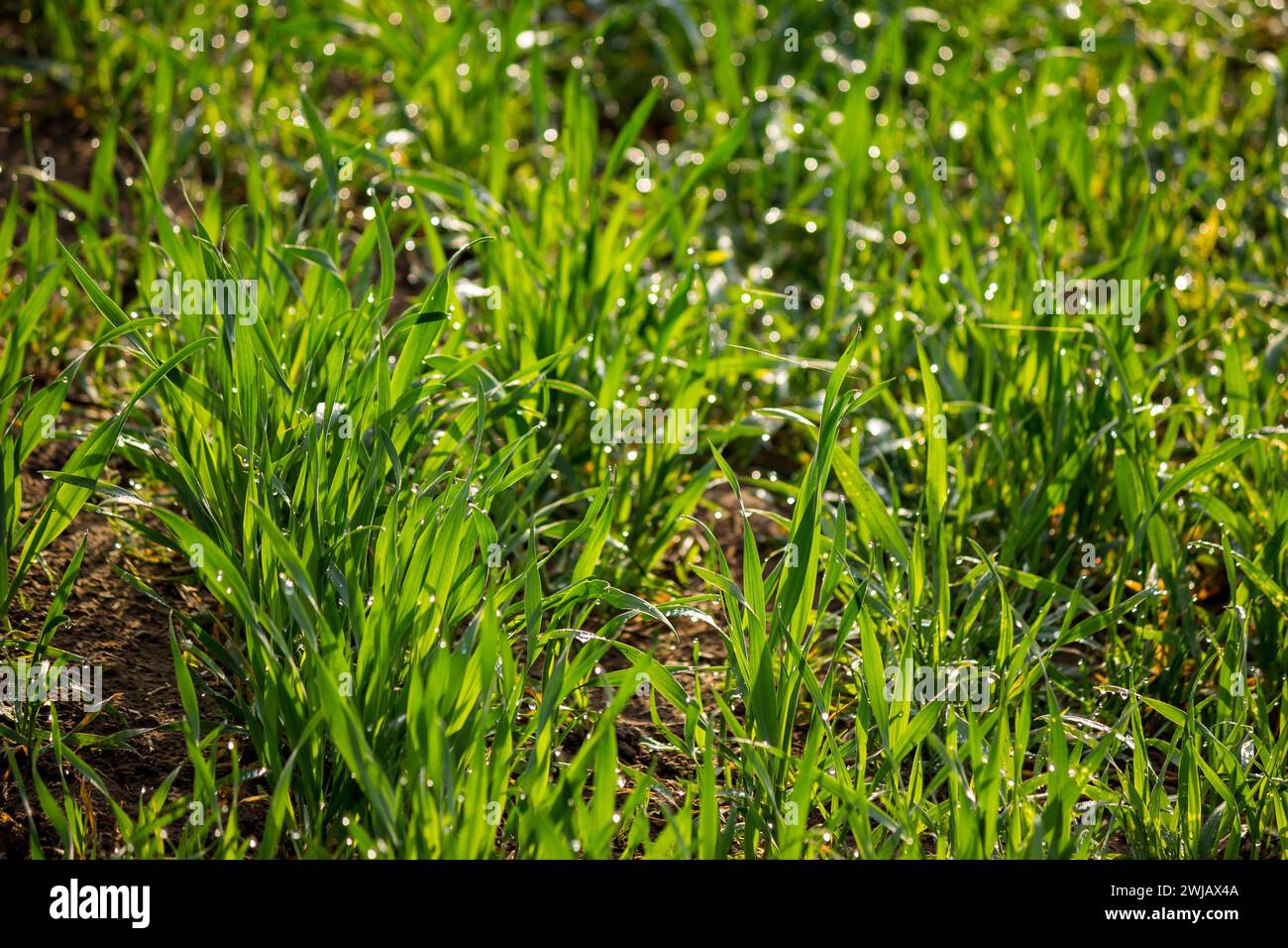 Jungweizenstämme im Morgentau. Saftiger natürlicher Hintergrund aus grünem Gras. Winterkulturen auf einem landwirtschaftlichen Feld Stockfoto