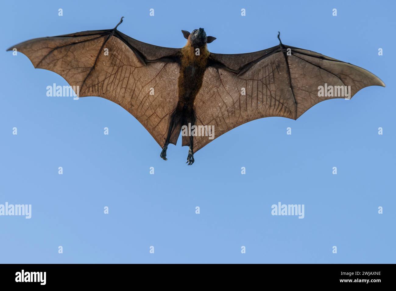 Flying Fox auf den Malediven. Fledermaus fliegen. Graukopf-Flying Fox (Pteropus poliocephalus). Stockfoto