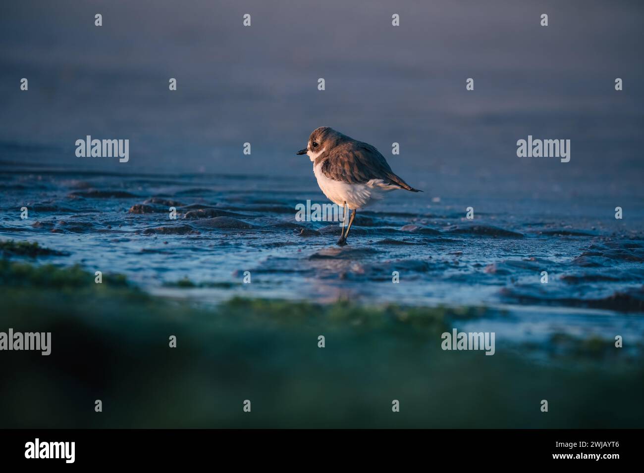 Schneebedeckte Pflugvögel stehen bei Ebbe am Ufer Stockfoto