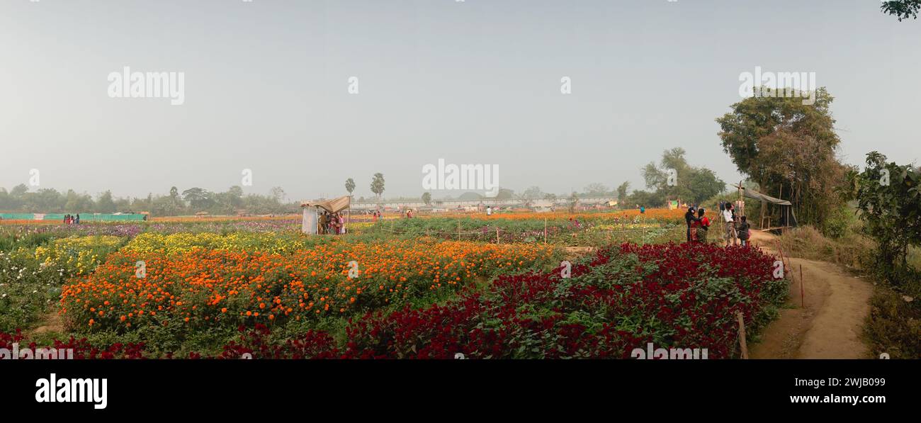 Khirai, Westbengalen, Indien-23.01.23 : Panoramablick auf Besucher, die ein riesiges Feld mit gefiederten Cockscomb Blume, Celosia argentea var, im Tal der Blüte genießen Stockfoto