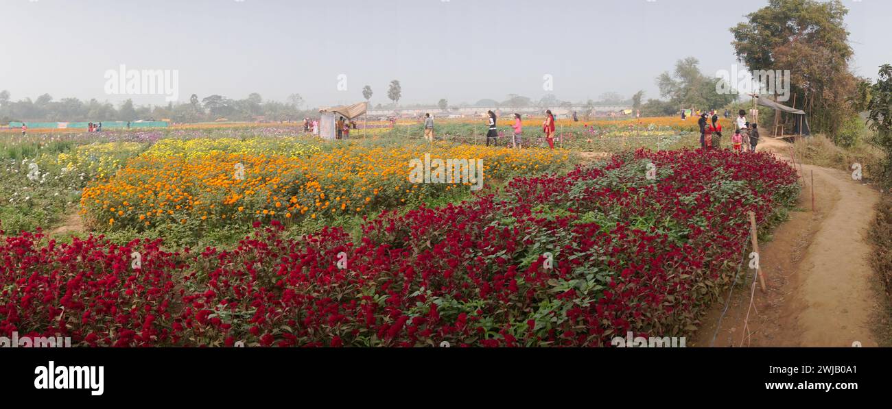 Khirai, Westbengalen, Indien-23.01.23 : Panoramablick auf Besucher, die ein riesiges Feld mit gefiederten Cockscomb Blume, Celosia argentea var, Tal der Blumen genießen. Stockfoto