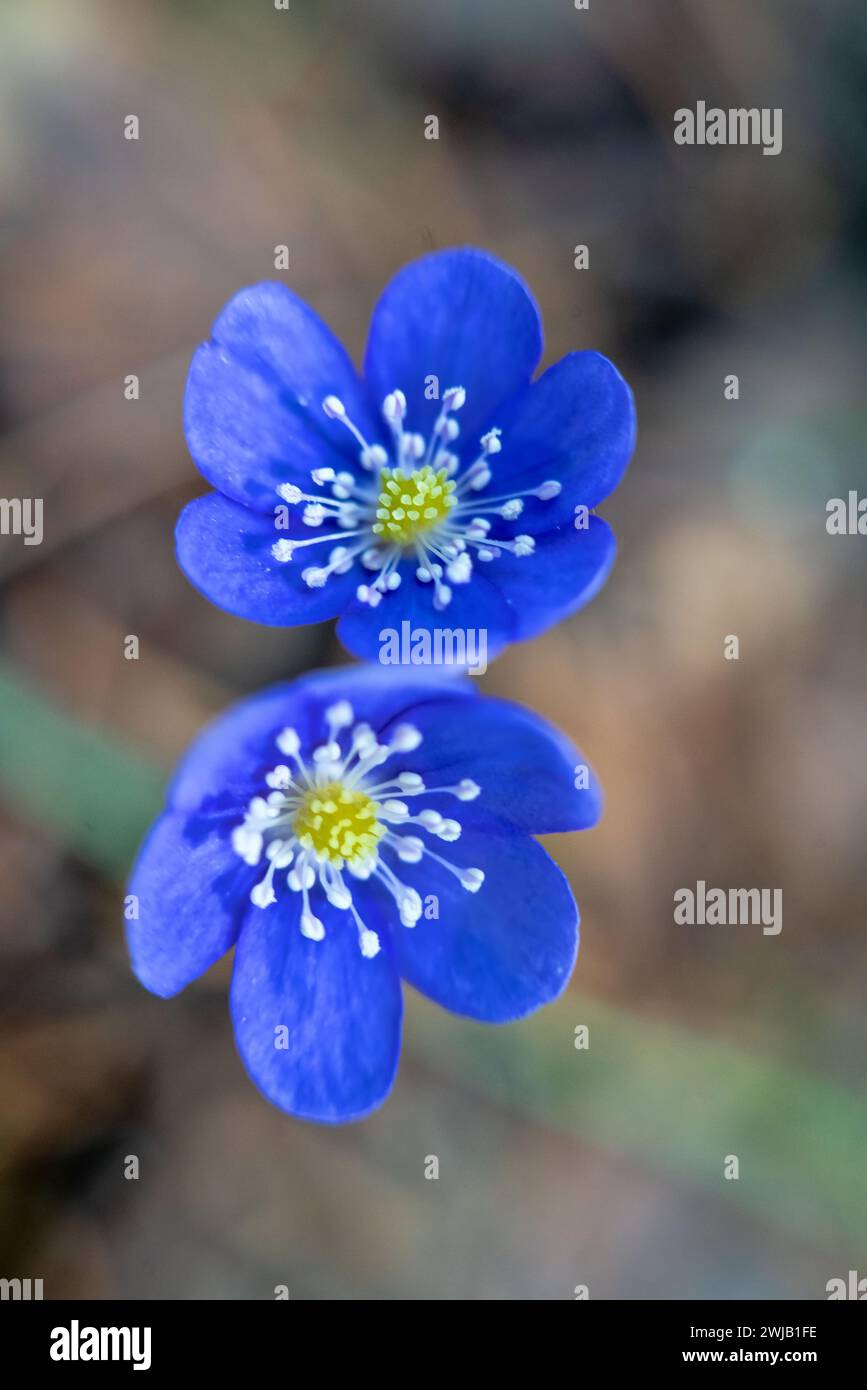 North Mayflower (Hepanca nobilis) mit dunkelblauen Blüten. Die ersten Blüten während des Schneeschmelzens sind klein (Frühfrühlingsphänotyp) und g Stockfoto