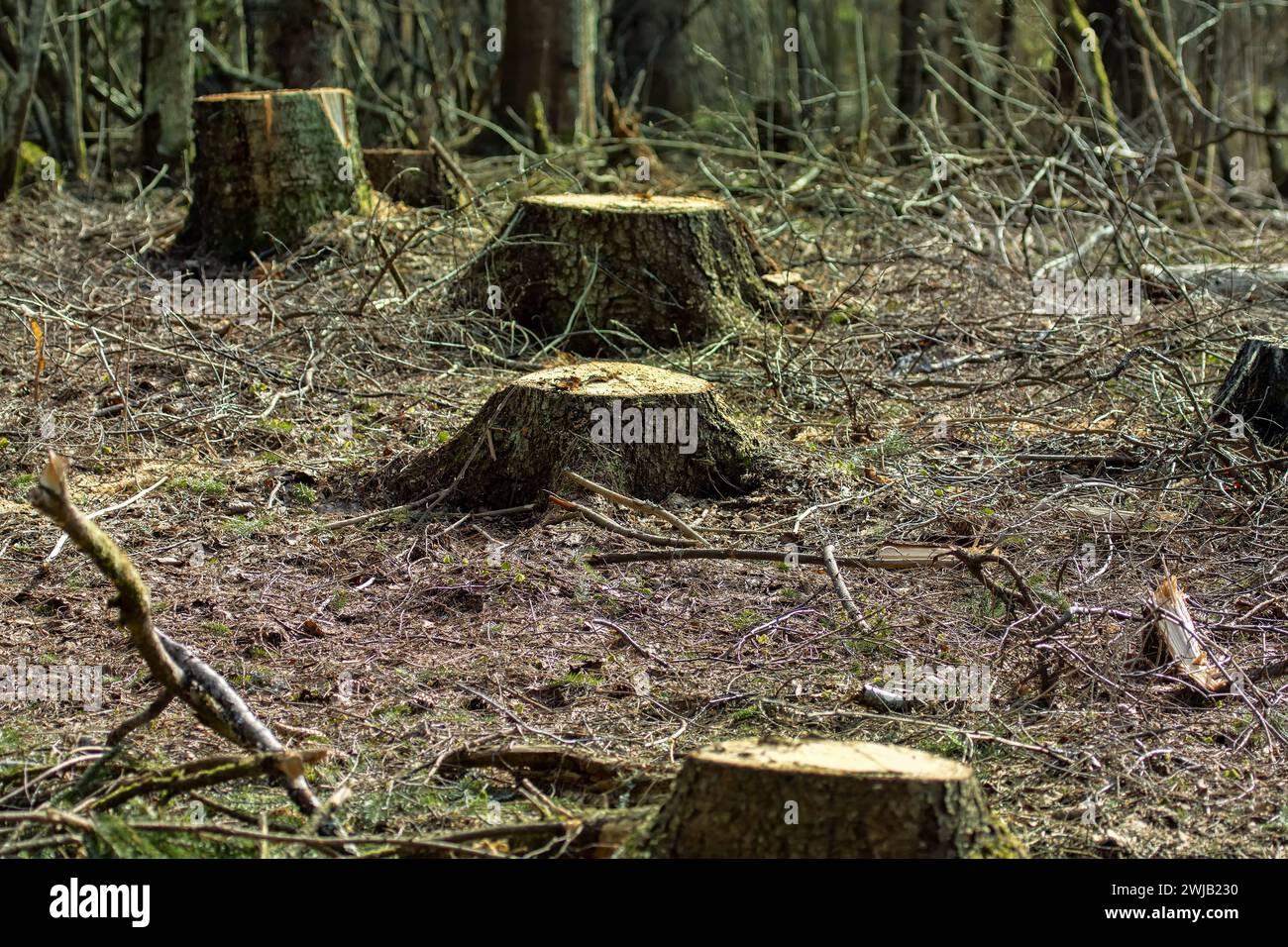Baumstümpfe von den Tannen in der Winterlichtung, Blick auf den Frühling. Boreale Wälder (Europäische Fichte) Nordosteuropas Stockfoto