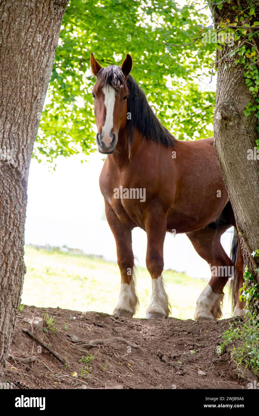 Bretonisches Postier-Pferd, Vorderansicht, zwischen zwei Bäumen Stockfoto