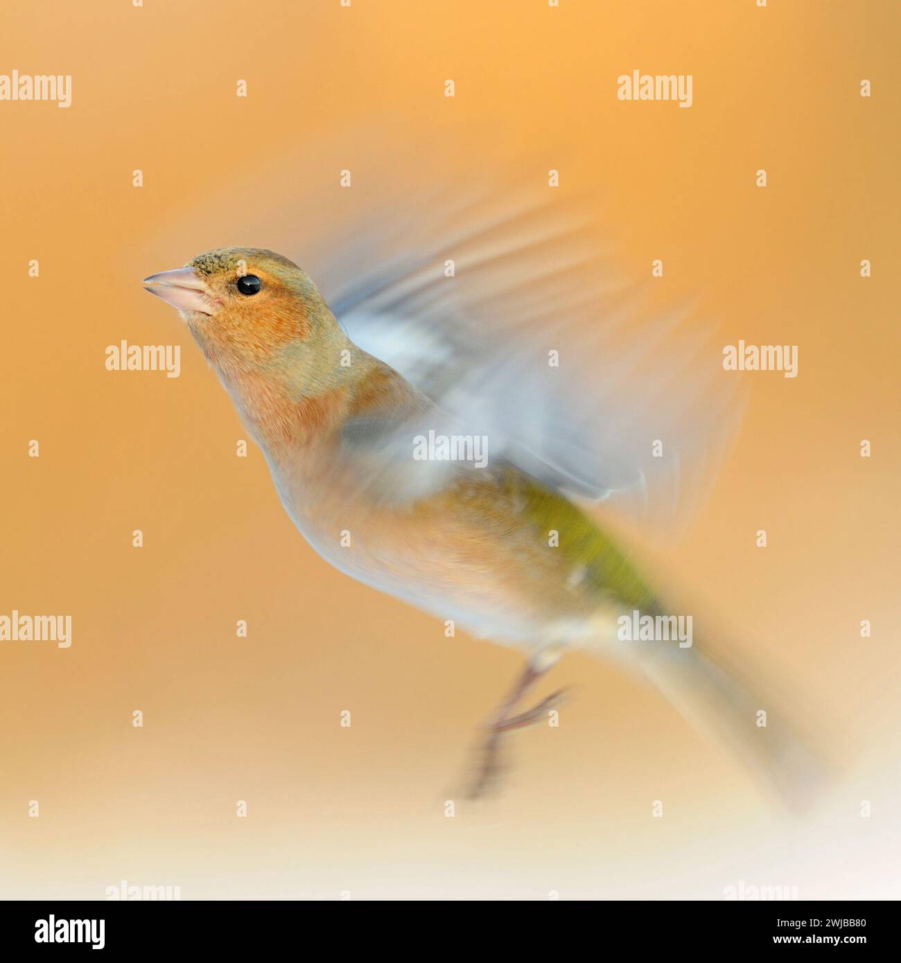 Langlebigkeit, Schwenken, eines fliegenden Common Chaffinch / Buchfink (Fringilla coelebs), der mit seinen Flügeln flattert. Stockfoto