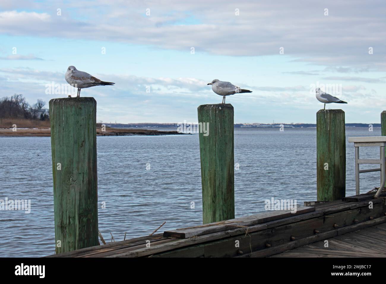 Möwen, die an einem bewölkten Tag im Jachthafen in Keyport Harbor, New Jersey, auf Anhäufungen hocken, -16 Stockfoto