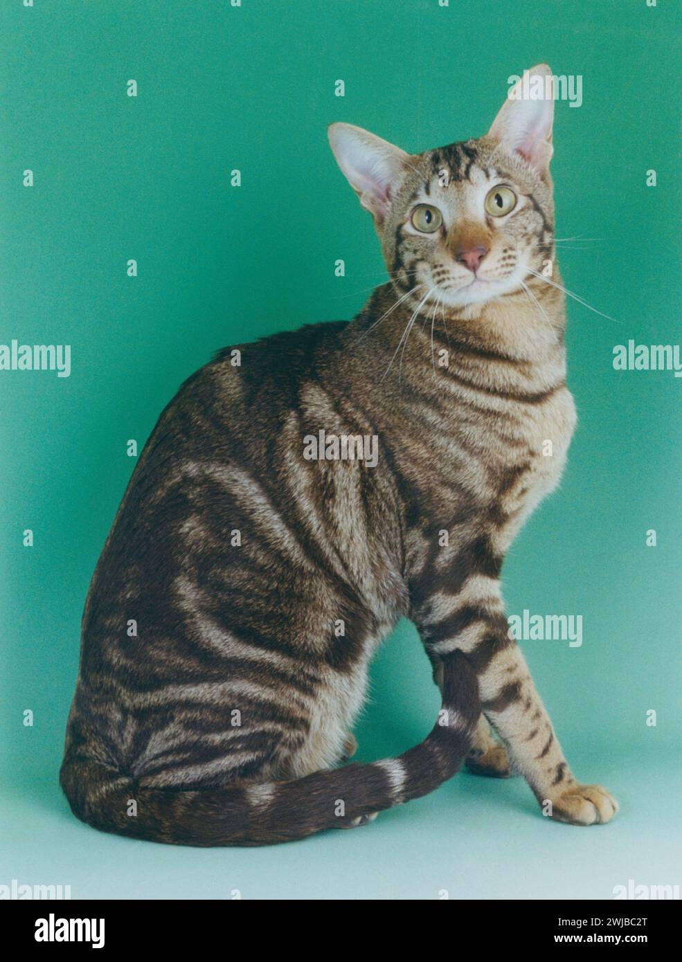 Oriental Classic Tabby Stockfoto